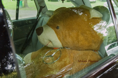 367029205_247857224839026_813256070907397183_n