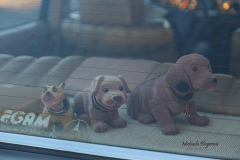 367001664_247725744852174_2908293881110306688_n